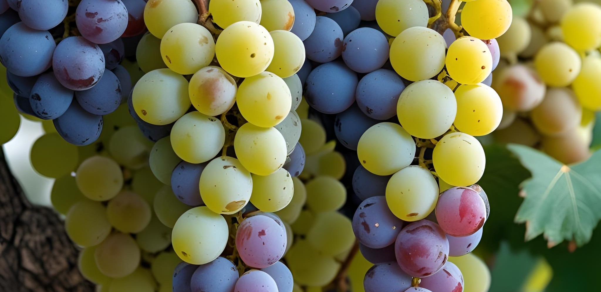 Green grapes in tree